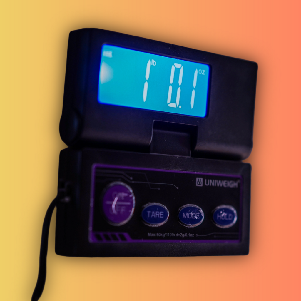 1lb Fresh Raw Jamaican Sea Moss — Rare Iodine, Vegan Collagen & Long-Lasting Vitality