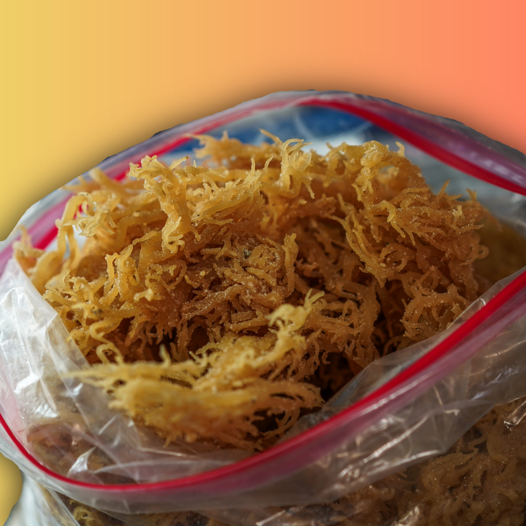 1lb Fresh Raw Jamaican Sea Moss — Rare Iodine, Vegan Collagen & Long-Lasting Vitality
